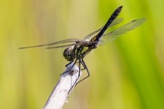 Sympetrum danae - Black Darter, Woodside Nurseries, Austerfield.