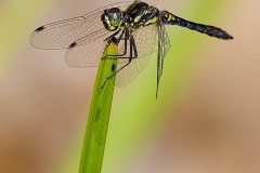 Sympetrum danae - Black Darter, (male), Woodside Nurseries, Austerfield.