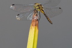 Sympetrum danae - Black Darter, (male), Woodside Nurseries, Austerfield.