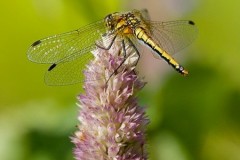 Sympetrum danae - Black darter, (female), Woodside Nurseries, Austerfield.