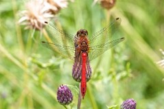 Sympetrum sanguineum - Ruddy Darter, YWT Potteric Carr.