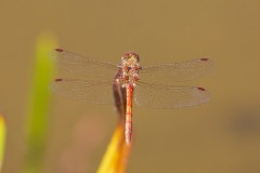 Sympetrum striolatum - Common Darter, Woodside Nurseries, Austerfield.