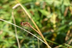 Sympetrum striolatum - Common Darter, Cusworth Hall & Park