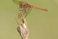 Sympetrum striolatum - Common Darter, (male), Woodside Nurseries, Austerfield.