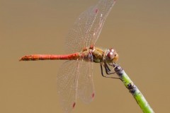 Sympetrum striolatum - Common Darter, Woodside Nurseries, Austerfield.