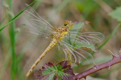 Sympetrum striolatum -  Common-Darter (Teneral0, Thorne Moor