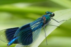 Calopteryx splendens - Banded Demoiselle, Thorne Moor