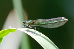 Calopteryx splendens - Banded Demoiselle, (female), YWT Potteric Carr.