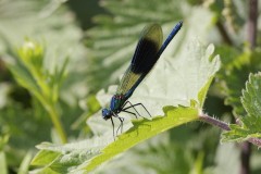 Calopteryx splendens - Banded Demoiselle, (male), YWT Potteric Carr.