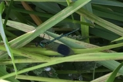 Calopteryx splendens - Banded Demoiselle,