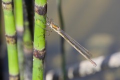 Lestes sponsa - Emerald Damselfly, Woodside Nurseries, Austerfield.