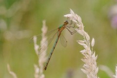 Lestes sponsa - Emerald Damselfly, YWT Potteric Carr.