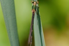 Lestes sponsa - Emerald Damselfly, YWT Potteric Carr.