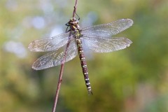 Aeshna cyanea, - Southern Hawker, (female), Gamston Wood, Notts.