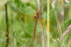 Aeshna grandis, - Brown Hawker, LWT Messingham Sand Quarry.