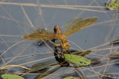 Aeshna grandis, - Brown Hawker, YWT Potteric Carr.