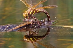 Aeshna grandis, - Brown Hawker, YWT Potteric Carr.