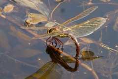 Aeshna grandis, - Brown Hawker, YWT Potteric Carr.