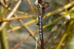 Aeshna mixta, - Migrant Hawker, YWT Potteric Carr.