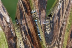 Aeshna mixta, - Migrant Hawker, YWT Potteric Carr.