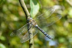 Aeshna mixta, - Migrant Hawker, YWT Potteric Carr.