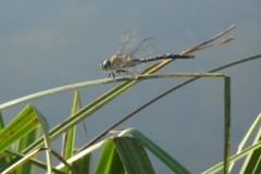 Aeshna mixta - Migrant Hawker, Cusworth Hall & Park