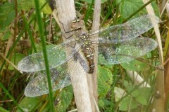 Aeshna mixta, - Migrant Hawker, (female), YWT Potteric Carr.