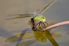 Anax imperator -Emperor Dragonfly, Woodside Nurseries, Austerfield.