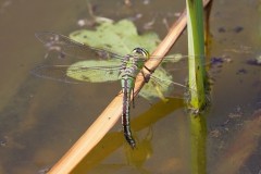 Anax imperator -Emperor Dragonfly, Woodside Nurseries, Austerfield.