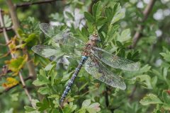 Aeshna mixta - Migrant Hawker, Thorne Moor