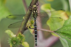 Aeshna cyanea -  Southern Hawker, Thorne Moor