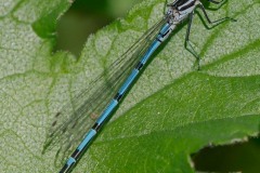 Coenagrion puella, - Azure Damselfly, Thorne Moor