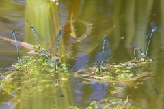 Coenagrion puella  - Azure Damselfly, Woodside Nurseries, Austerfield.