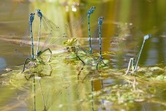 Coenagrion puella  - Azure Damselfly, Woodside Nurseries, Austerfield.