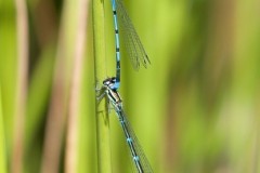 Coenagrion puella - Azure Damselfly, Woodside Nurseries, Austerfield.