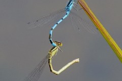 Enallagma cyathigerurm - Common Blue Damselflies, Woodside Nurseries, Austerfield.