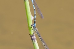 Enallagma cyathigerurm - Common Blue Damselfly, Woodside Nurseries, Austerfield.