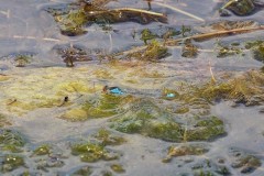 Erythromma viridulum - Small Red-eyed Damselfly, Rimac, Lincs.