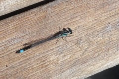 Ischnura elegans Blue-tailed damselfly (male), Cusworth Hall & Park