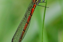 Pyrrhosoma nymphula - Large Red Damselfly, Thorne Moor