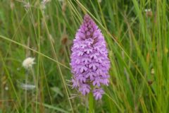 Pyramidal Orchid (Anacamptis pyramidalis), Thorne Moor.