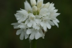 Pyramidal Orchid (Anacamptis pyramidalis), Sprotbrough.