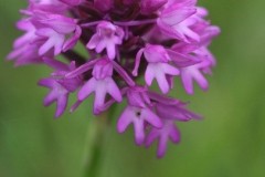 Pyramidal Orchid (Anacamptis pyramidalis), Sprotbrough.