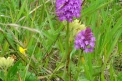 Pyramidal Orchid (Anacamptis pyrimidalis), Edlington Pit Wood.