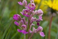 Green-winged Orchids (Anacamptis morio), Haxey.