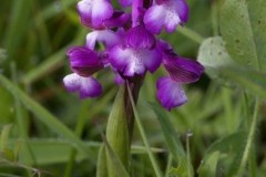 Green-winged Orchids (Anacamptis morio), Haxey.