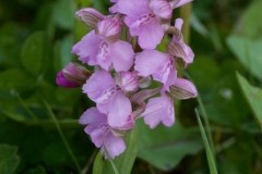 Green-winged Orchids (Anacamptis morio), Haxey.