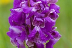 Green-winged Orchids (Anacamptis morio), Haxey.