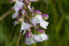 Green-winged Orchids (Anacamptis morio), Haxey.