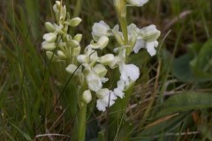 Green-winged Orchids (Anacamptis morio), Haxey.